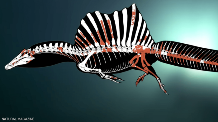 اكتشاف أول «ديناصور مائي» بالعالم(فيديو)