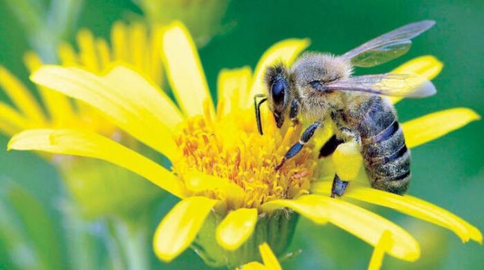 النحل في المقدمه.. ربع حشرات العالم «اختفت»!