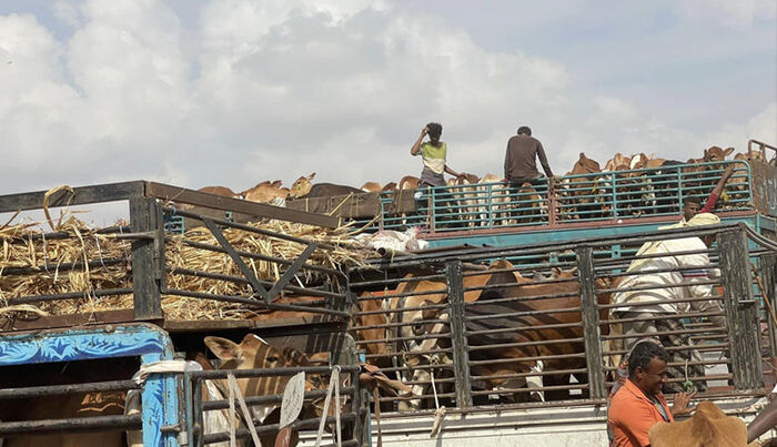 مليشيا الحوثي تفرض جبايات على تجار الحيوانات والمواشي بالتزامن مع قرب عيد الأضحى