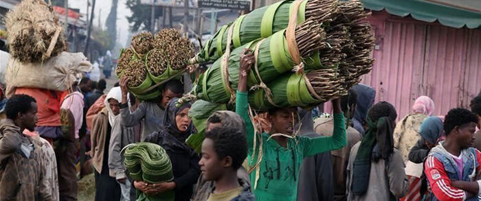 «القات» يفشل إجراءات كورونا الاحترازية بعدن