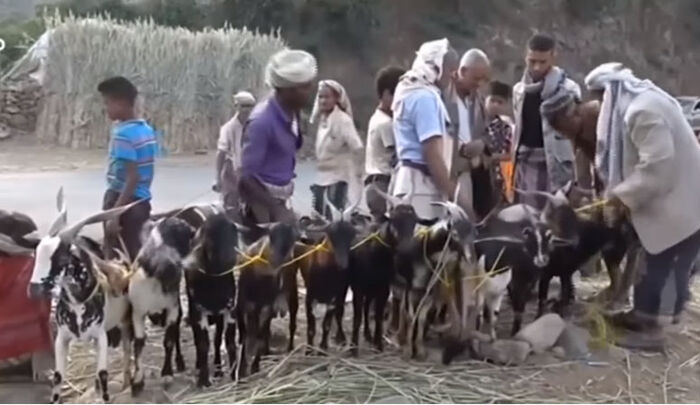 اليمن.. غلاء الأضاحي ينحر فرحة العيد