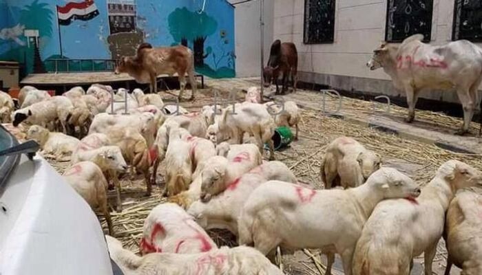 عناصر «الإرهابية» يجيبون شوارع صنعاء وينهبون أضاحي المواطنين