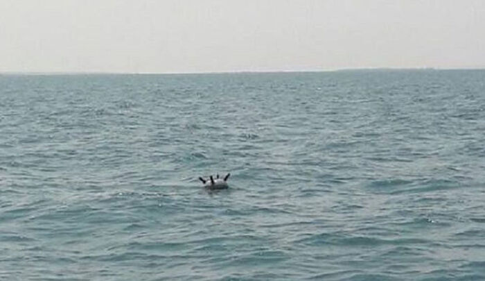 مرصد حقوقي: الحوثيون يزرعون ألغام متحركة بجزر شمالي غرب البحر الأحمر