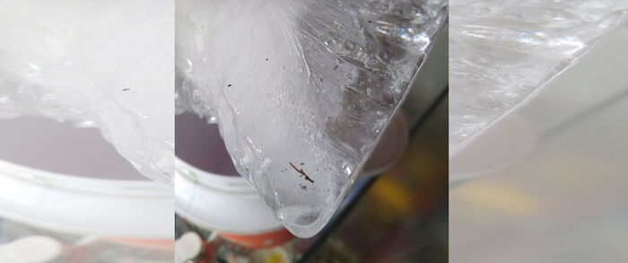 «الثلج» وسيلة تربح جديدة للحوثيين في الحديدة