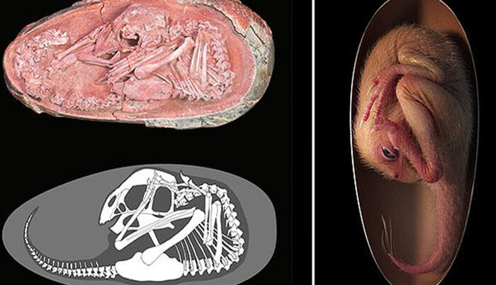 اكتشاف جنين ديناصور عمره 66 مليون عام  (تفاصيل)