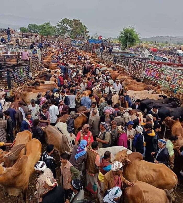 تجار المواشي يستغيثون من حملات الحوثيين الابتزازية قبيل عيد الأضحى