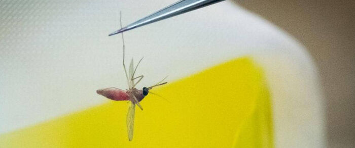 هل ينتقل فيروس كورونا عبر البعوض؟