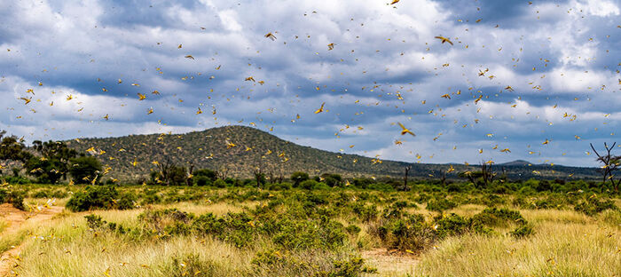 اسراب الجراد تجتاح مناطق متفرقة في محافظات صنعاء والجوف وصعدة