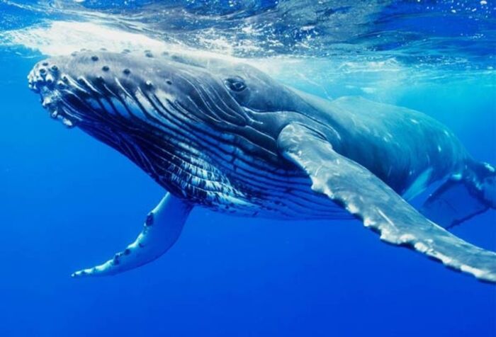دراسة جديدة تكشف سر ضخامة الحيتان