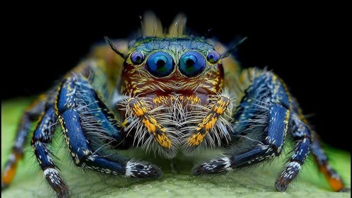 اكتشاف عناكب «زومبي» لم يسبق مشاهدتها من قبل!