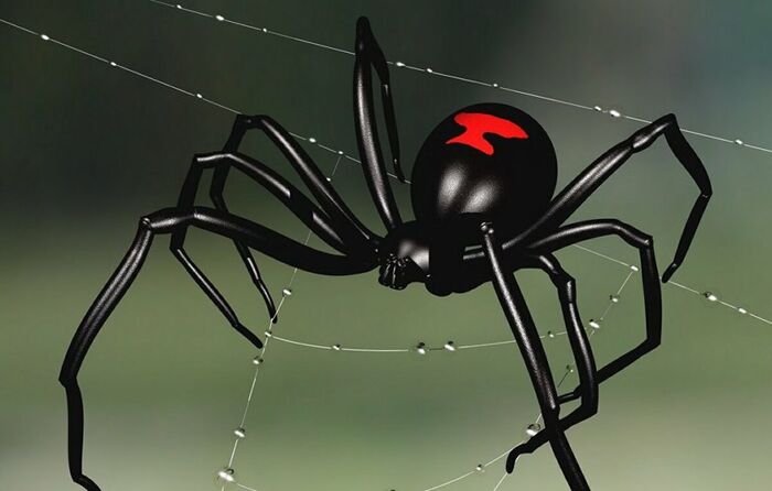 وصول العنكبوت الأحمر القاتل دبي قادمًا من استراليا
