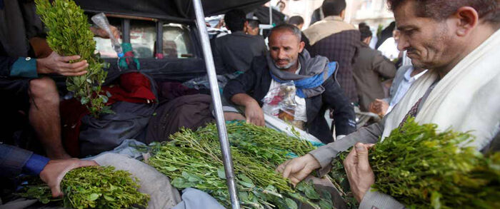 حضرموت تمنع القات آخر متع اليمنيين لمنع انتشار وباء كورونا