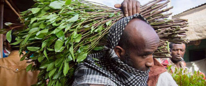 «الانتقالي الجنوبي» يتراجع عن قرار منع دخول القات إلى عدن