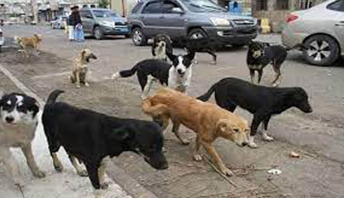 إهمال الحوثيين يضيف «داء الكلب» إلى قائمة الأوبئة