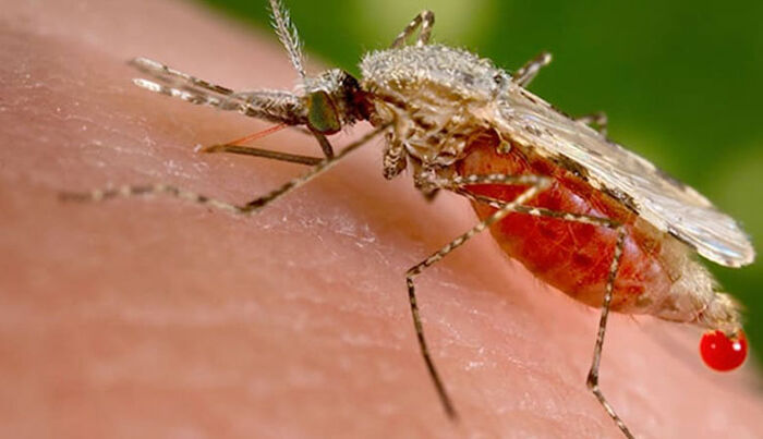 الولايات المتحدة تسجل 5 حالات إصابة محلية بالملاريا