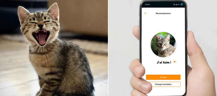 تطبيق يتعرف على أصوات القطط ويحاول تحديد المعنى