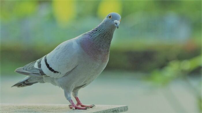 حمامة تبيض لأصحابها ذهبًا.. تعرف على قصتها