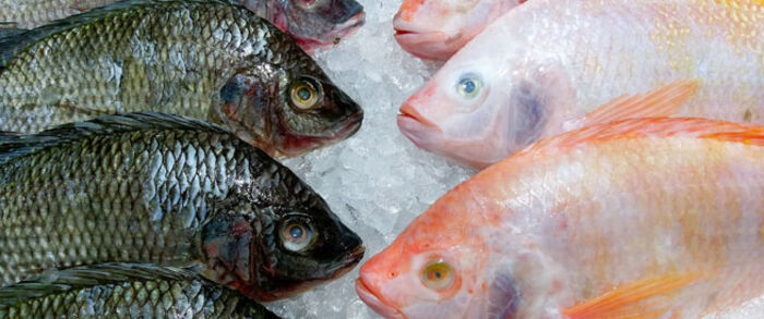 ماهي مدة بقاء فيروس كورونا حيا في سمك السلمون المبرد