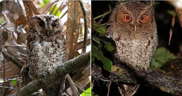 رصد أنواع نادرة من البومة ذات العيون البرتقالية لم تشاهد منذ نحو 125 عاما!