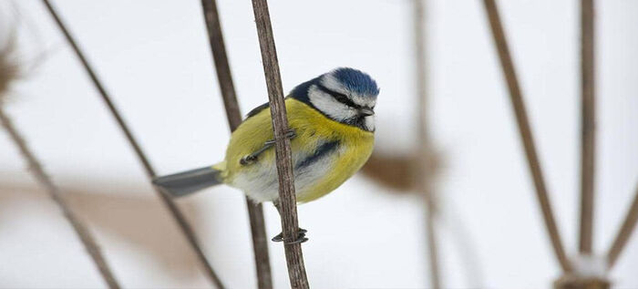 مرض «غامض» يفتك بآلاف الطيور