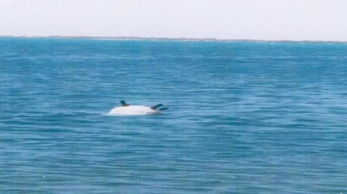 التحالف العربي: مقتل 3 صيادين مصريين بلغم حوثي في البحر الأحمر