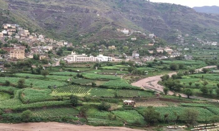 إصابة مشرف حوثي أثناء محاولته سرقة مزرعة قات في إب