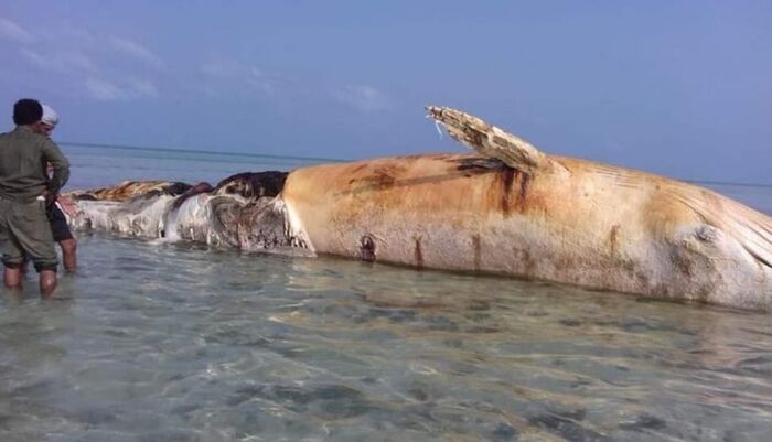 نفوق حوت ضخم بسبب ألغام الحوثيين