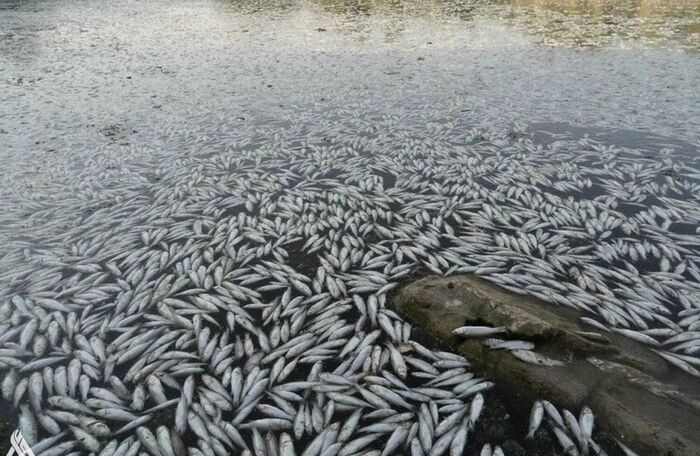 نفوق غامض لآلاف الأسماك بمحافظة النجف العراقية