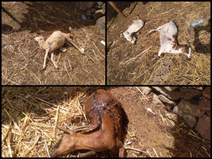 مليشيا الحوثي تستهدف منزل مواطن بطيران مسيّر جنوب الحديدة